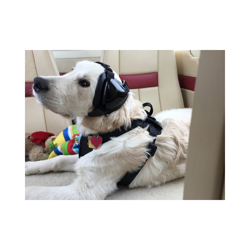 mutt muffs hund