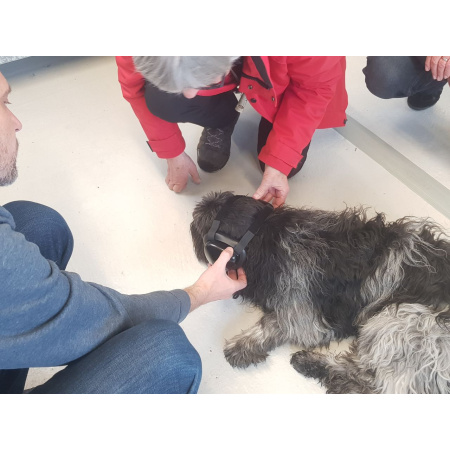 mutt muffs hund